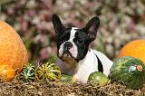 BOULEDOGUE FRANCAIS 1265